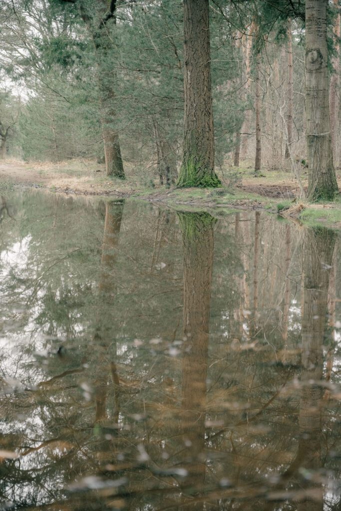 evergreen trees reflect perfectly in high water at the Kamerven
