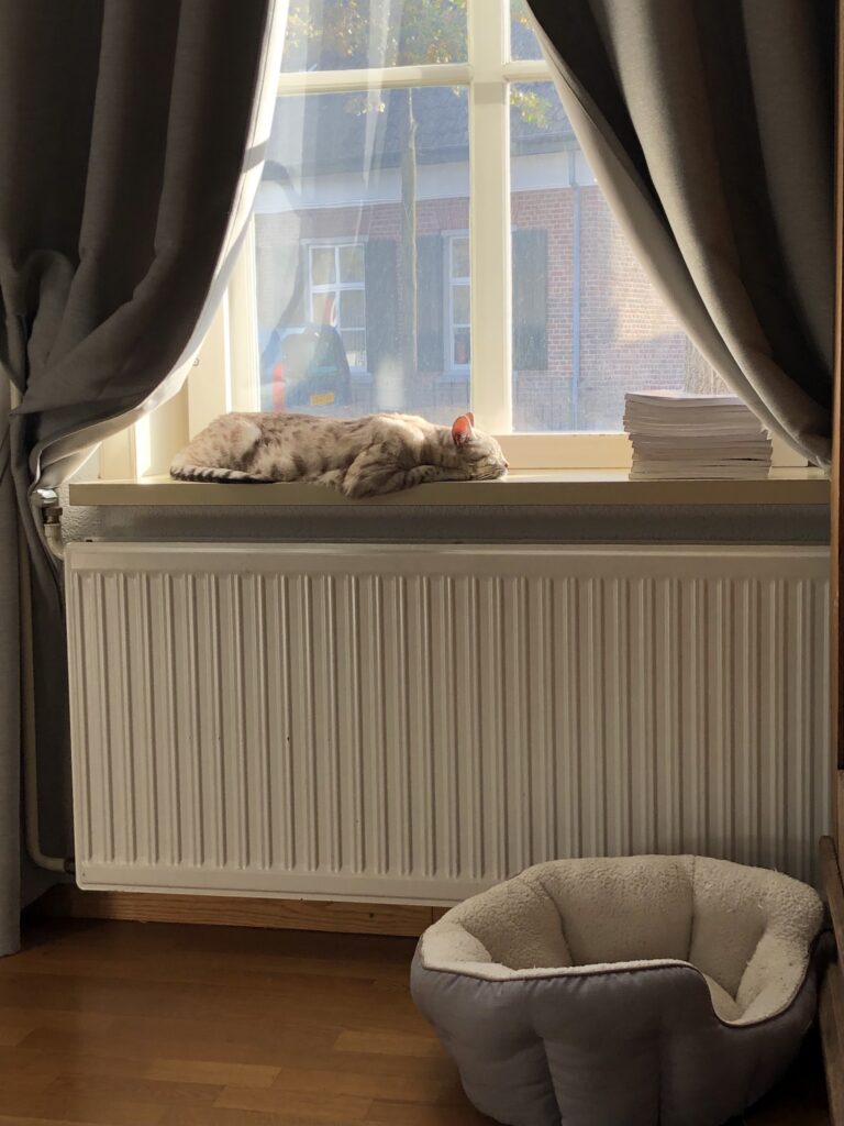 a snow mink bengal cat sleeps on a window sill in the autumn sun