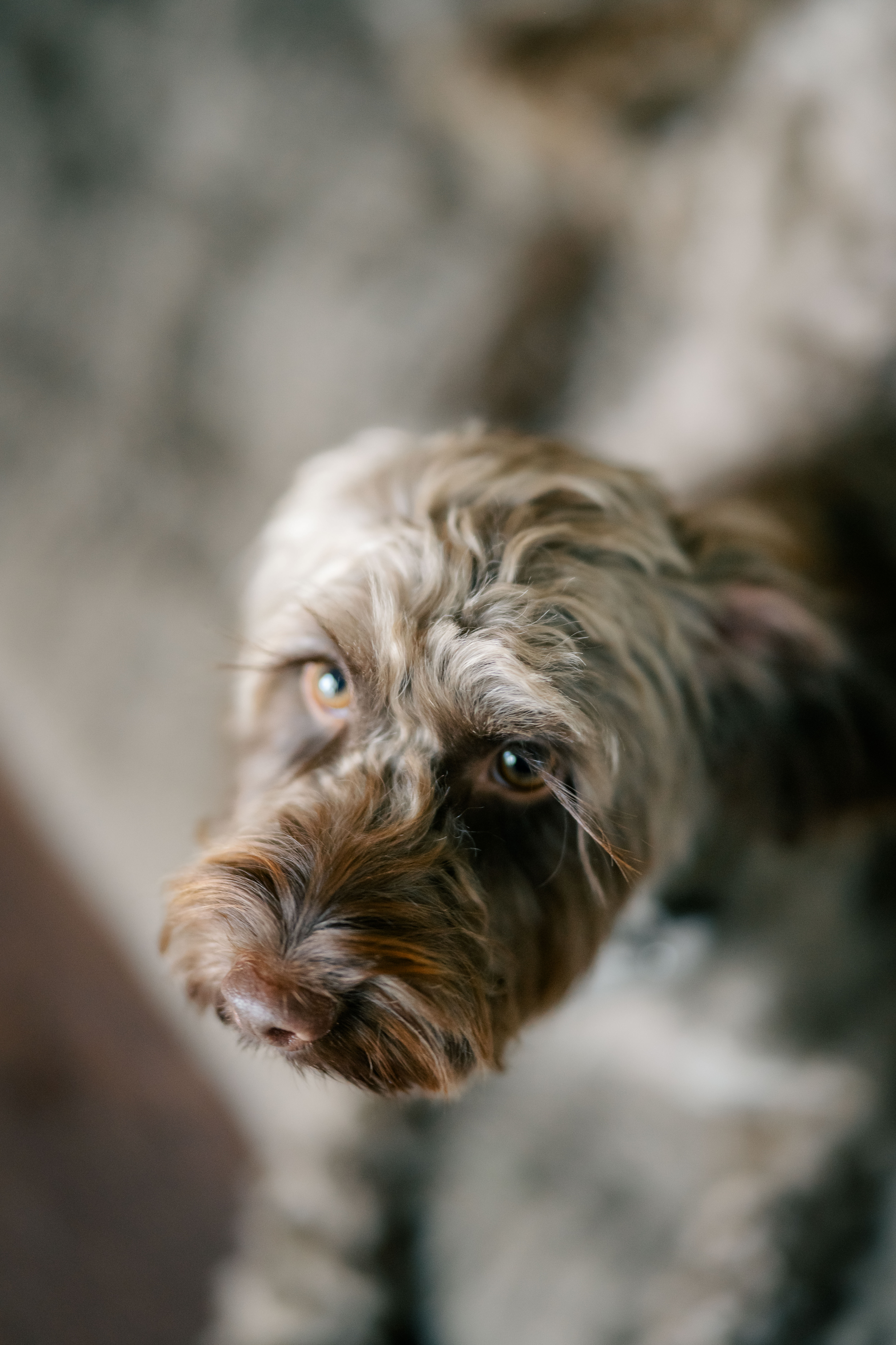 portrait of a soft brown puppy looking shyly up into the camera with big brown eyes and long brown lashes
