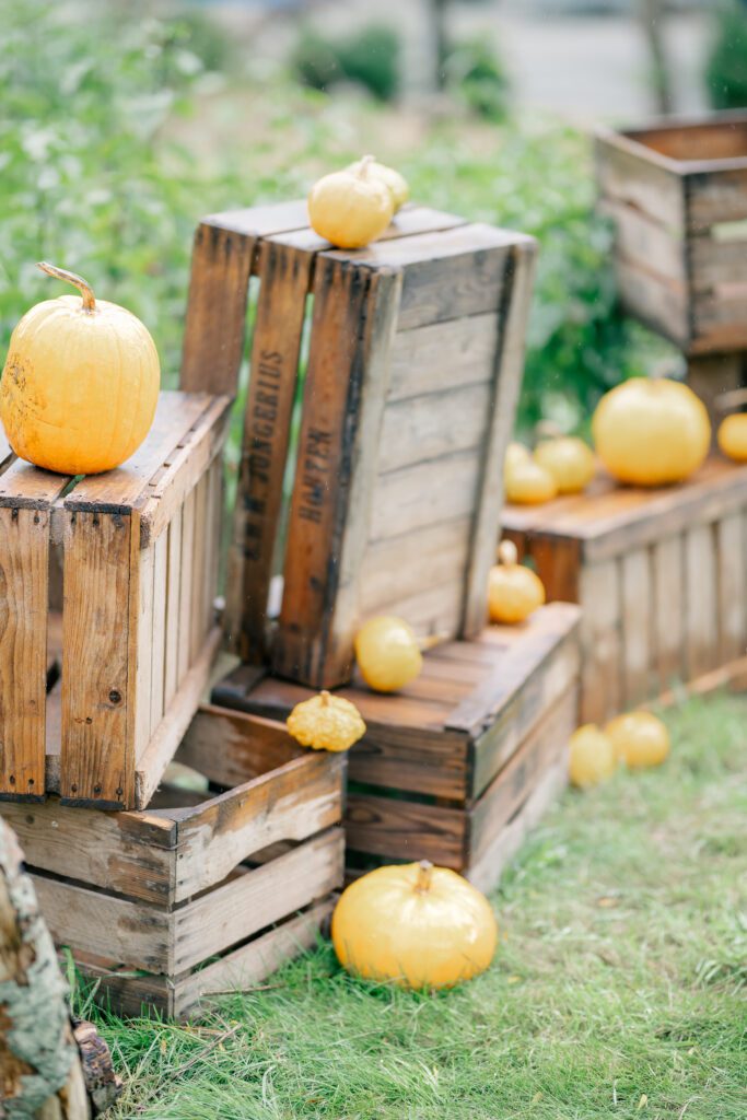 small orange pumpkins sit on wooden crates as a backdrop to an outdoor september garden wedding. They're wet from rain but the rain stopped before the ceremony