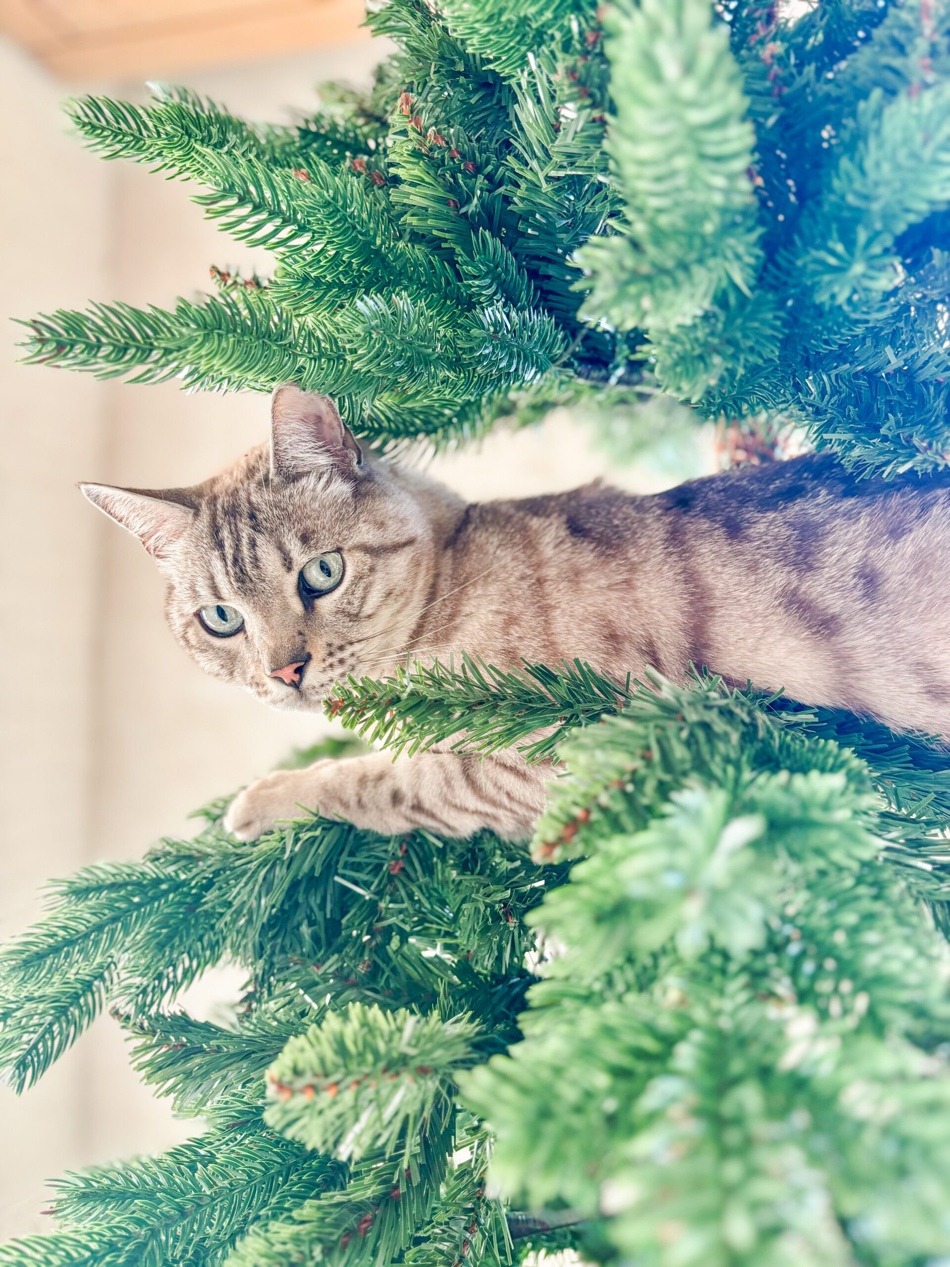 pet friendly holiday photography means using the camera you have on hand when your cat climbs the tree