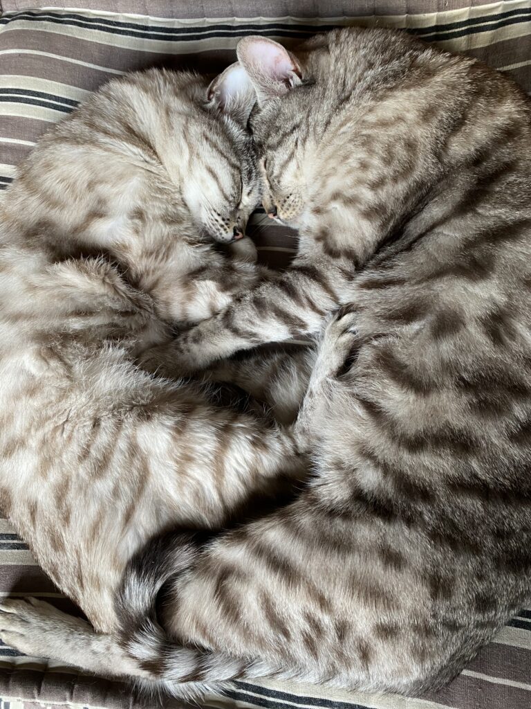 Pet friendly holiday photos begin with knowing your pets well
